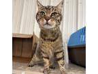 Adopt Hanna a Gray or Blue Domestic Shorthair / Mixed cat in Buffalo