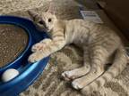 Adopt Bidet a Domestic Shorthair / Mixed cat in Camden, SC (38620917)