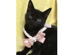 Adopt Rainbow a All Black Domestic Shorthair / Mixed (short coat) cat in