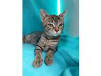 Adopt Sunday a Brown Tabby Domestic Shorthair / Mixed (short coat) cat in