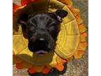 Adopt Vanda a Black Labrador Retriever / Mixed dog in Austin, TX (38722886)