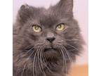 Adopt King George a Gray or Blue Domestic Longhair / Mixed cat in Sarasota