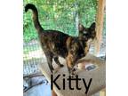 Adopt Kitty a Tortoiseshell Domestic Shorthair / Mixed (short coat) cat in
