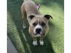 Adopt MINNIE a Tan/Yellow/Fawn - with White American Staffordshire Terrier /