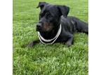 Adopt Pansy a Rottweiler