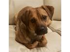 Adopt Crockett a Tan/Yellow/Fawn - with Black Beagle / Pug / Mixed dog in