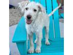 Adopt Genesis a Terrier (Unknown Type, Medium) dog in Vail, AZ (38860587)