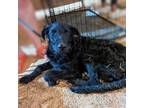 Adopt Maybech a Black Terrier (Unknown Type, Medium) dog in Vail, AZ (38860588)