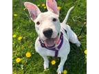 Adopt WIGGLES a Bull Terrier, Mixed Breed