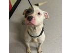 Adopt RIVERA a Pit Bull Terrier