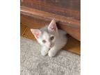 Adopt Slushie KITTEN a White (Mostly) Domestic Shorthair / Mixed (short coat)