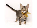 Adopt Papa John a Brown or Chocolate Domestic Shorthair / Domestic Shorthair /