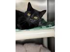 Adopt Bean a Domestic Short Hair