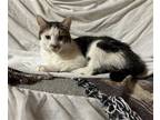 Adopt Ursula a All Black Domestic Mediumhair / Mixed cat in Incline Village