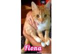 Adopt Fiona - $55 Adoption Fee Special a Orange or Red Domestic Shorthair /