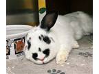 Adopt Sunday a White American / Mixed rabbit in Oakland, CA (38811322)