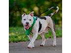 Adopt Kira a Pit Bull Terrier