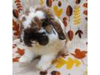 Adopt Buttered Toast a Holland Lop
