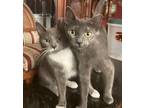 Adopt Better Homes a Gray or Blue (Mostly) Domestic Shorthair (short coat) cat