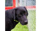 Adopt Katie a Labrador Retriever