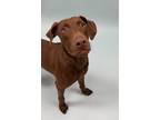 Adopt Binky a Brown/Chocolate Doberman Pinscher / Vizsla / Mixed dog in Irving