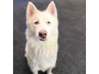 Adopt Serendipity* a Siberian Husky / Mixed dog in Pomona, CA (38710113)