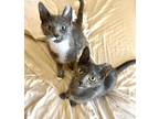 Adopt Gardens a Tortoiseshell Domestic Shorthair (short coat) cat in Troy