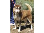 Adopt Kodiak* a Siberian Husky / Mixed dog in Pomona, CA (38719800)