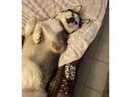 Adopt Ayo a Siberian Husky / Mixed dog in Pomona, CA (38838036)