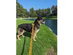 Adopt Walter* a German Shepherd Dog / Mixed dog in Pomona, CA (38788656)