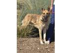 Adopt Loretta* a German Shepherd Dog / Mixed dog in Pomona, CA (38848902)