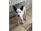 Adopt Opal a White Terrier (Unknown Type, Medium) / Cattle Dog / Mixed dog in