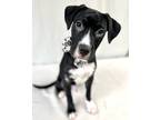 Adopt Zap a Black Labrador Retriever / Terrier (Unknown Type