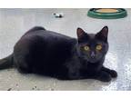 Adopt Max a All Black Domestic Shorthair / Mixed (short coat) cat in Greenville