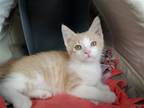 Adopt Rum a Tan or Fawn (Mostly) Domestic Shorthair / Mixed (short coat) cat in