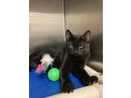 Adopt Gremlin a All Black Domestic Mediumhair / Domestic Shorthair / Mixed cat