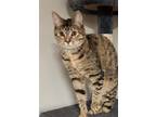 Adopt Kima a Brown Tabby Domestic Shorthair / Mixed cat in Rochester