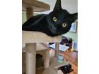 Adopt Bosley a All Black Domestic Shorthair / Mixed cat in Phillipsburg