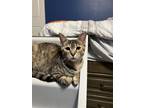 Adopt Bubbles a Tortoiseshell Domestic Shorthair / Mixed cat in Phillipsburg