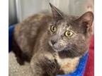 Adopt Willow (Napa Petco) a Domestic Shorthair / Mixed (short coat) cat in Napa