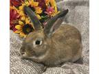 Adopt Rainsford a Cinnamon Cinnamon (long coat) rabbit in Westford