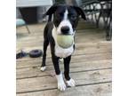 Adopt Simon a Black Border Collie / Mixed dog in Normal, IL (38871928)