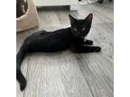 Adopt Poppy a All Black Domestic Shorthair / Mixed cat in Normal, IL (38859510)