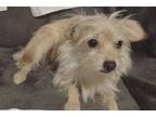 Adopt Marnie Sunshine a Tan/Yellow/Fawn - with White Cairn Terrier / Mixed dog