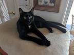 Adopt Stella Garden a Black (Mostly) Domestic Shorthair / Mixed (short coat) cat