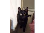 Adopt Echo Hernandez a All Black Domestic Shorthair / Mixed (short coat) cat in