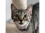 Adopt Lily a Gray or Blue American Shorthair / Mixed cat in Brighton