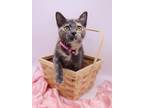 Adopt Mochai Kai a Domestic Shorthair / Mixed cat in Muskegon, MI (38844683)