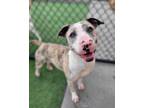 Adopt Sweet Pea a Pit Bull Terrier