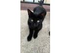 Adopt Korey- 1/2 price adoption fee a All Black Bombay (short coat) cat in New